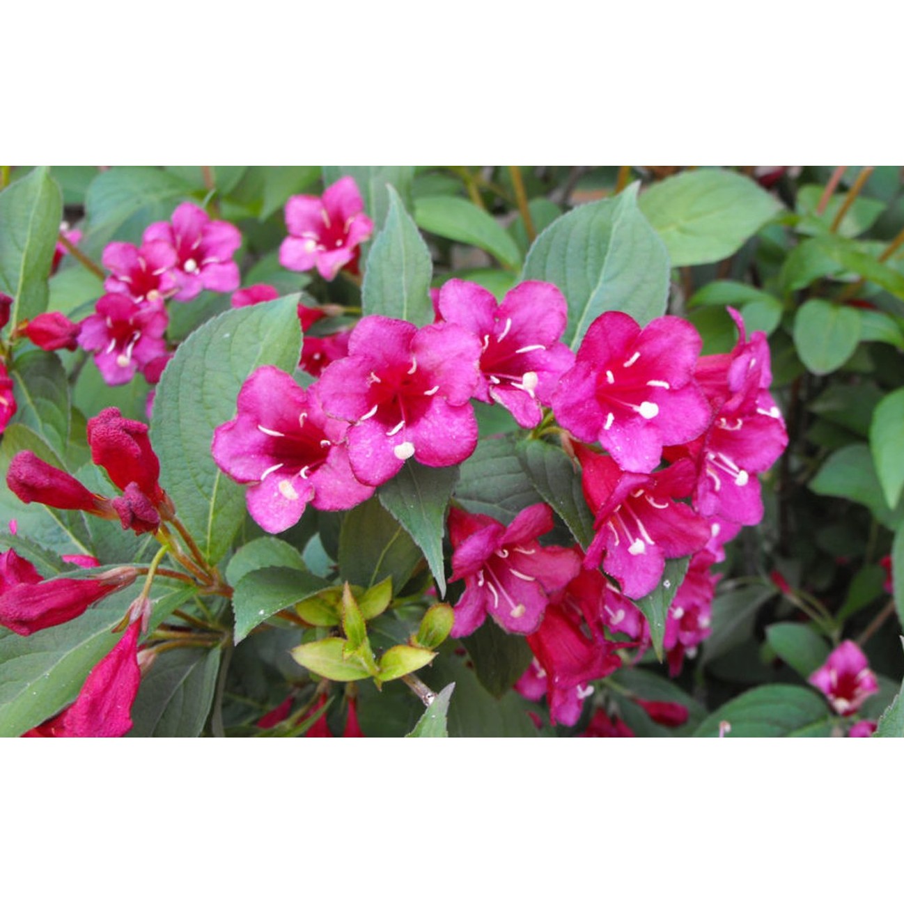 Praktweigela – Weigela 'Bristol Ruby' - 60-100 CM bare root 0/2 3-4 branche